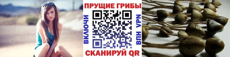 Купить  Ак-Довурак  Псилоцибиновые грибы GOLDEN TEACHER 